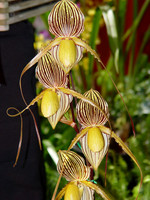 Orchids 2006