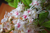 Chestnut Double Blossom
