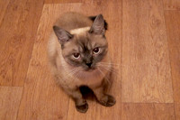 Vincent